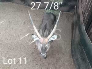 M: 1 x Waterbok/Waterbuck Manketti Ferroland