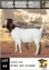 WITHDRAWN - 1X BOER GOAT DOE ANANA KALAHARI REDS EN BOERBOK STOET