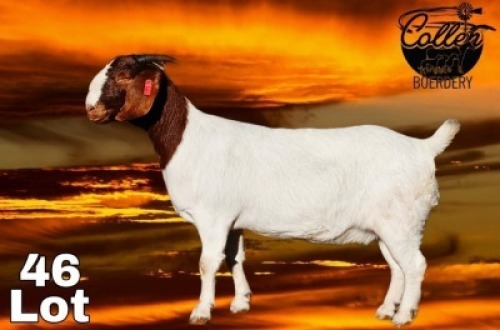 1X BOER GOAT FLOCK 7-183 DOE COLLEN BOERDERY
