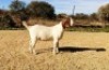1X BOER GOAT STUD 11-153 DOE KAULANI RANCH