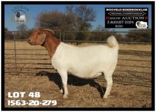 1X BOER GOAT STUD 48-302 PREGNANT DOE LOURON BOERBOK STOET