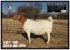 1X BOER GOAT STUD 48-302 PREGNANT DOE LOURON BOERBOK STOET