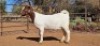 1X BOER GOAT FLOCK 7-179 DOE WIANCKO BOERBOKSTOET