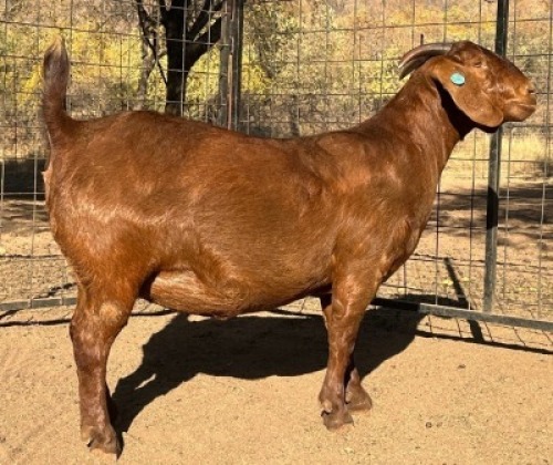 1+1X KALAHARI RED STUD 17-091 DOE VANDERGOAT STUD