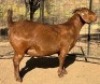 1+1X KALAHARI RED STUD 17-091 DOE VANDERGOAT STUD