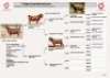 1X KALAHARI RED STUD 48-126 PREGNANT DOE KROKODILNEST - 4