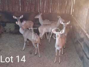 M: V/F: 6 T: 6 x Koedoe/Kudu Elandskloof Wildsplaas (Pay per Piece to take the lot)