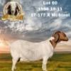 1X BOER GOAT FLOCK 7-185 PREGNANT DOE BEZUIDENHOUT BBS