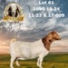 WITHDRAWN - 1X BOER GOAT PREGNANT DOE BEZUIDENHOUT BBS