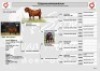 WITHDRAWN - 1X KALAHARI RED PREGNANT DOE SALMON VAN HUYSSTEEN BOER GOAT STUD - 2