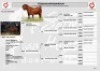 1X KALAHARI RED STUD 48-496 PREGNANT DOE SALMON VAN HUYSSTEEN BOER GOAT STUD - 2