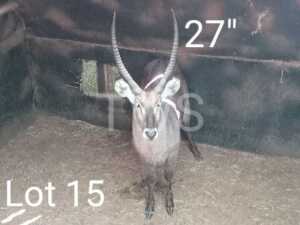 M: 1 x Waterbok/Waterbok Manketti Ferroland