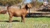 1X KALAHARI RED FLOCK 7-162 DOE JENNY KALAHARI RED