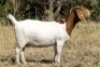WITHDRAWN - 1X BOER GOAT PREGNANT DOE KOATI BOER GOAT STUD