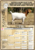 WITHDRAWN - 1X BOER GOAT PREGNANT DOE KOATI BOER GOAT STUD - 2