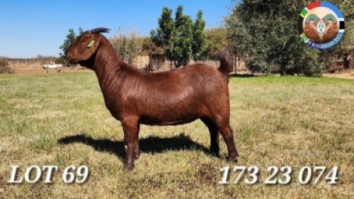 1X KALAHARI RED FLOCK 7-160 DOE JENNY KALAHARI RED