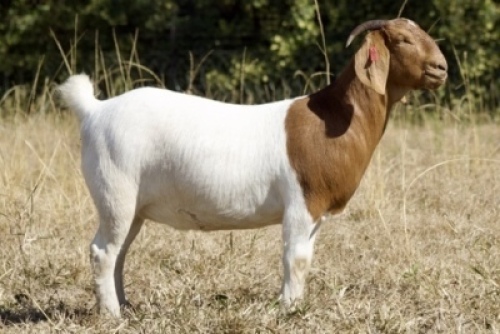 1X BOER GOAT FLOCK 7-145 DOE KOATI BOER GOAT STUD