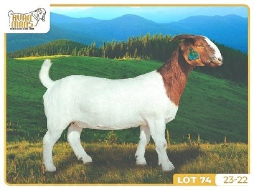 1X BOER GOAT FLOCK 7-165 PREGNANT DOE RUAN MANS BOERBOKSTOET