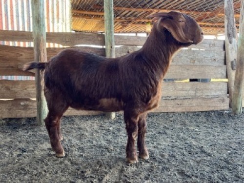 1X KALAHARI RED FLOCK 7-154 PREGNANT DOE SHIIRA BOERDERY AND STUD
