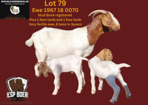WITHDRAWN - 1X BOER GOAT DOE ESP BOERBOK STOET