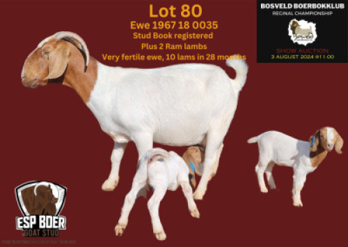 WITHDRAWN - 1X BOER GOAT DOE ESP BOERBOK STOET