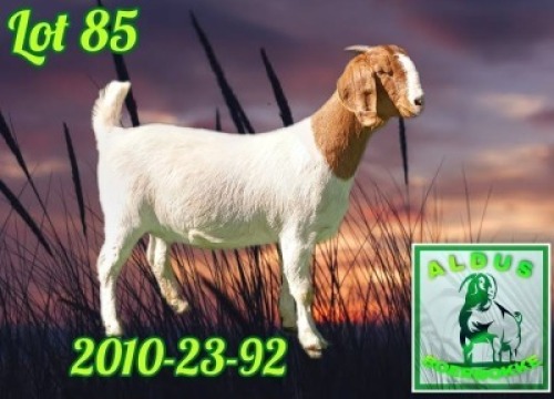 1X BOER GOAT FLOCK 7-141 DOE ALDUS BOERBOKKE STOET 2010