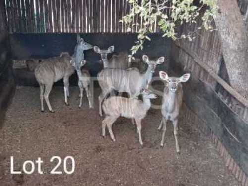 V/F: 4 T: 4+2 x Koedoe/Kudu Elandskloof Wildsplaas (Pay per Piece to take the lot)