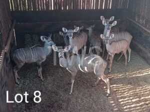 M: 1 V/F: 5 T: 6+3 x Koedoe/Kudu Wesland Farming Cc (Pay per Piece to take the lot)