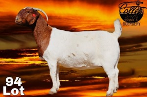 WITHDRAWN - 1X BOER GOAT PREGNANT DOE COLLEN BOERDERY