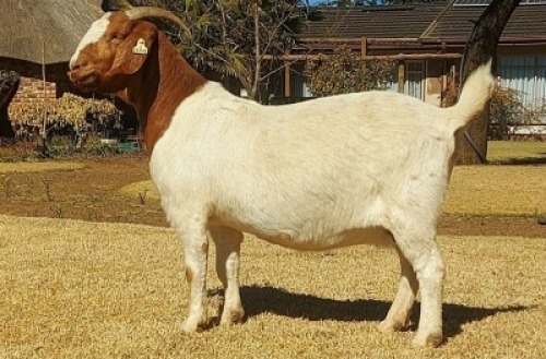 WITHDRAWN - 1X BOER GOAT PREGNANT DOE KAULANI RANCH