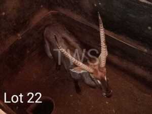 M: 1 x Waterbok/Waterbuck Wesland Farming Cc