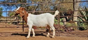 1X BOER GOAT FLOCK 7-181 DOE WIANCKO BOERBOKSTOET