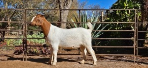 1X BOER GOAT FLOCK 7-182 DOE WIANCKO BOERBOKSTOET