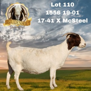 1X BOER GOAT STUD 7-044 PREGNANT DOE BEZUIDENHOUT BBS