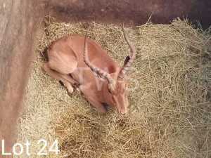 M: 1 x Rooibok/Impala Wesland Farming Cc