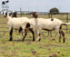 LOT 18 3X MEATMASTER OOI/EWE DIDYMUS MEATMASTERS - 2