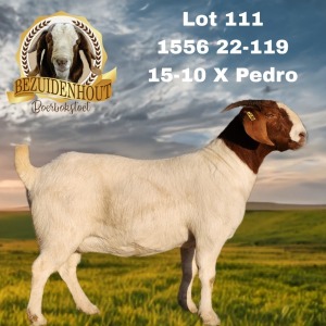 1X BOER GOAT STUD 7-045 DOE BEZUIDENHOUT BBS