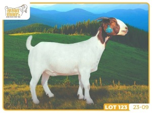 1X BOER GOAT FLOCK 7-164 DOE RUAN MANS BOERBOKSTOET