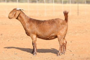 1X KALAHARI RED STUD 7-038 PREGNANT DOE ANTON & RICKUS BOTHMA KALAHARI RED STOET