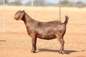 1X KALAHARI RED STUD 7-024 PREGNANT DOE ANTON & RICKUS BOTHMA KALAHARI RED STOET