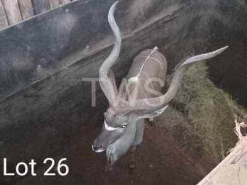 M: 1 x Koedoe/Kudu Wesland Farming Cc
