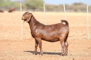 1X KALAHARI RED STUD 7-026 PREGNANT DOE ANTON & RICKUS BOTHMA KALAHARI RED STOET