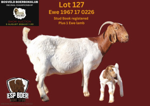 1X BOER GOAT FLOCK 7-173 DOE ESP BOERBOK STOET