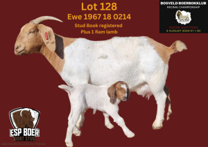 1X BOER GOAT FLOCK 7-174 DOE ESP BOERBOK STOET