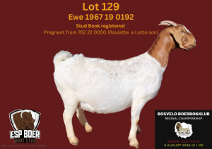 1X BOER GOAT FLOCK 7-176 PREGNANT DOE ESP BOERBOK STOET