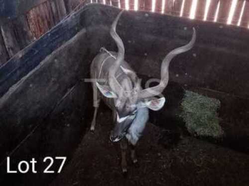 M: 1 x Koedoe/Kudu Wesland Farming Cc