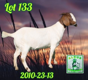 WITHDRAWN - 1X BOER GOAT DOE ALDUS BOERBOKKE STOET 2010