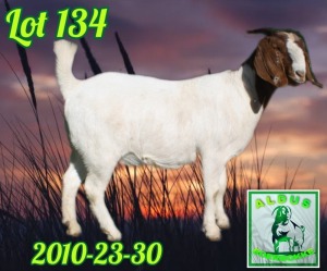 1X BOER GOAT STUD 7-028 DOE ALDUS BOERBOKKE STOET 2010