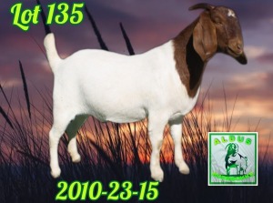 1X BOER GOAT STUD 7-029 PREGNANT DOE ALDUS BOERBOKKE STOET 2010