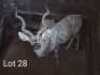 M: 1 x Koedoe/Kudu Wesland Farming Cc